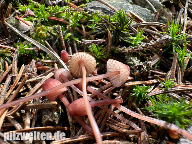 Purpurschneidiger Bluthelmling, Kleiner Bluthelmling, Mycena sanguinolenta