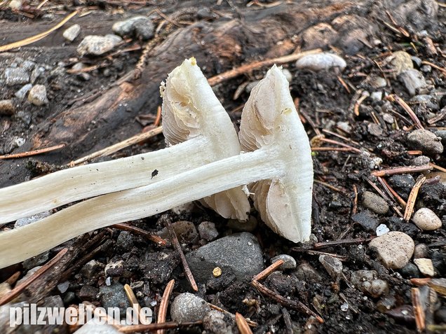 Weißer Ackerling, Rissiger Ackerling, Agrocybe dura