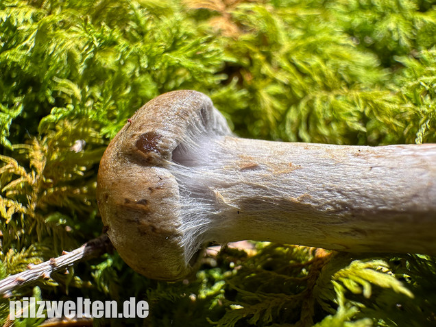 Olivgelber Schleimkopf, Cortinarius subtortus