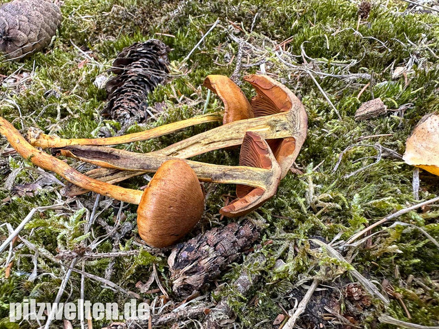 Orangerandiger Hautkopf, Cortinarius malicorius