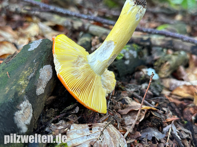 Goldtäubling, Russula aurea