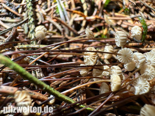 Nadelstreu-Käsepilzchen, Käsepilzchen, Marasmius wettsteinii