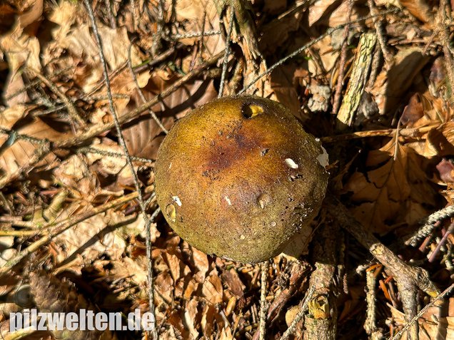 Rotstieliger Ledertäubling, Russula olivacea