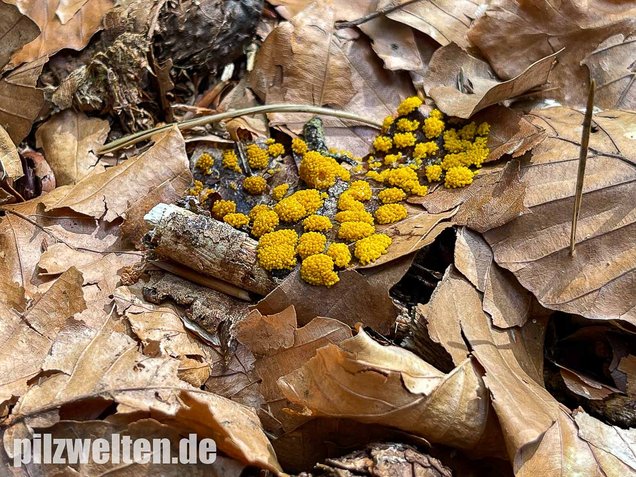 Gelber Eierschleimpilz, Physarum virescens