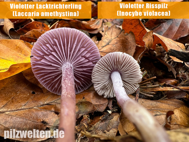 Violetter Risspilz, Lilaseidiger Risspilz, Inocybe violacea