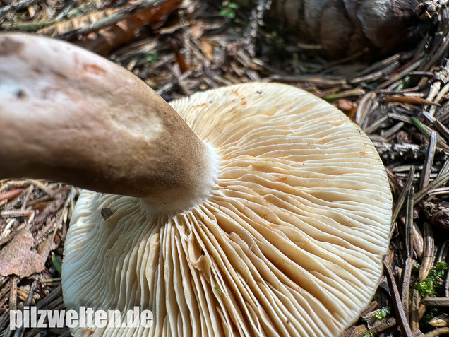 Pechschwarzer Milchling, Lactarius picinus