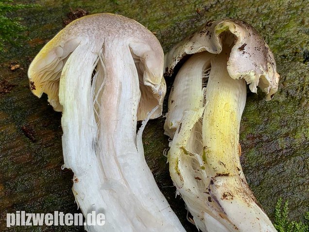 Schneeritterling, Tricholoma portentosum