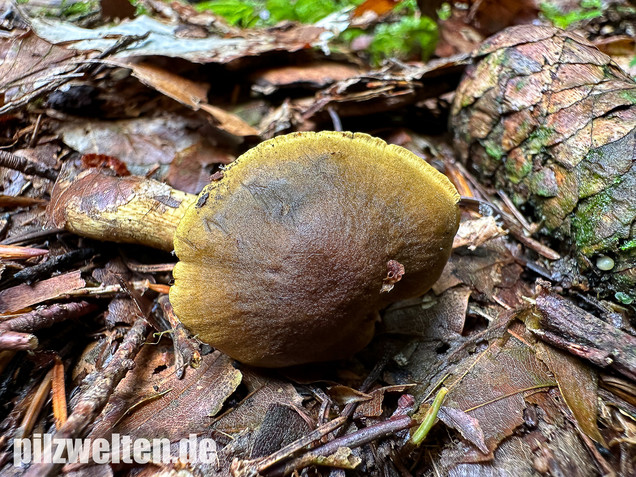 Grünblättriger Hautkopf, Hainbuchenhautkopf, Cortinarius olivaceofuscus