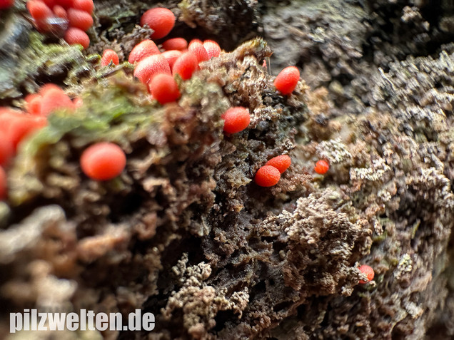 Konischer Blutmilchpilz, Konischer Milchstäubling, Lycogala conicum