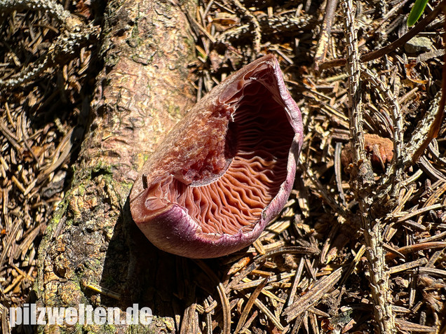 Lila-Dickfuß, Safranfleischiger Dickfuß,  Cortinarius traganus