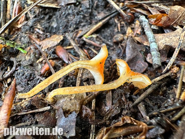 Orangeroter Heftelnabeling, Gelber Moosnabeling, Rickenella fibula