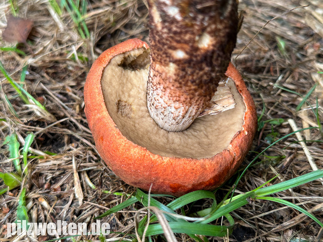 Laubwald-Rotkappe, Eichenrotkappe, Leccinum aurantiacum