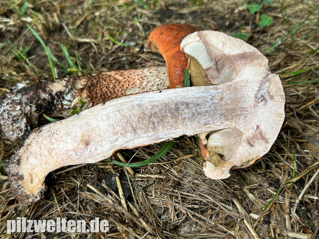 Laubwald-Rotkappe, Eichenrotkappe, Leccinum aurantiacum