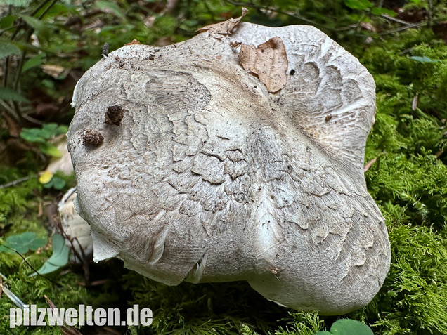 Seidiger Tigerritterling, Tricholoma filamentosum