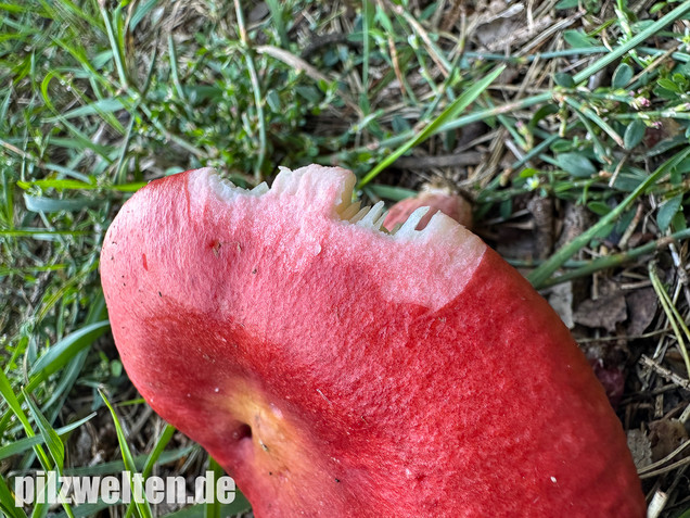 Blutroter Täubling, Bluttäubling, Russula sanguinaria