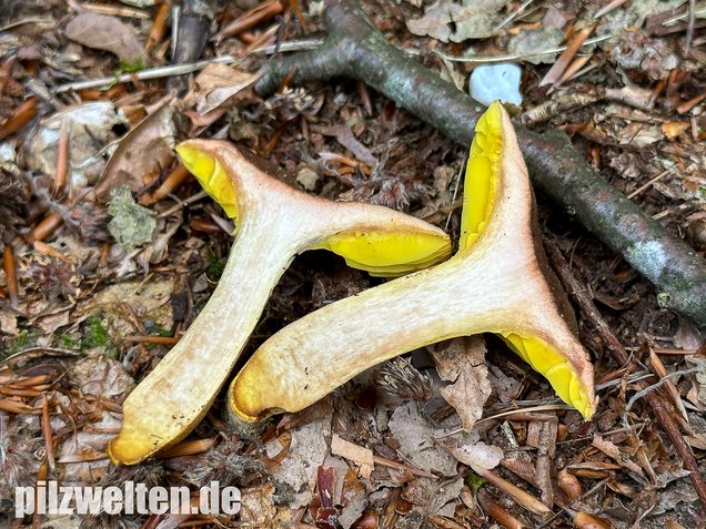 Europäisches Goldblatt, Phylloporus pelletieri