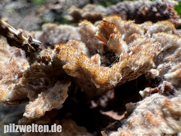 Gemeiner Erdwarzenpilz, Thelephora terrestris