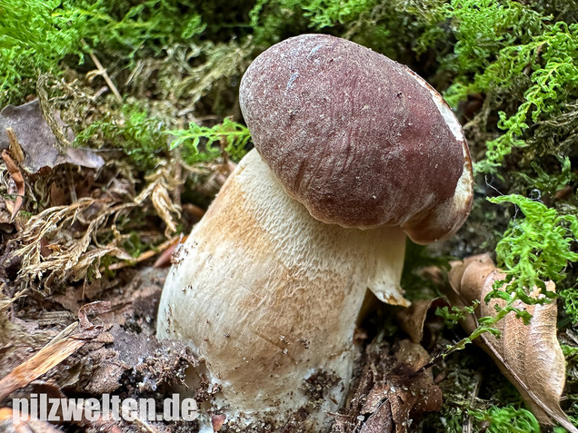 Kiefernsteinpilz, Rothütiger Steinpilz, Boletus pinophilus