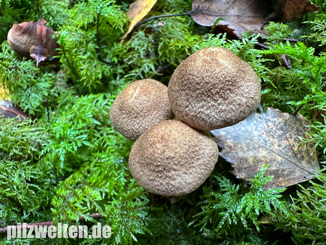 Schuppiger Dickfuß, Cortinarius pholideus