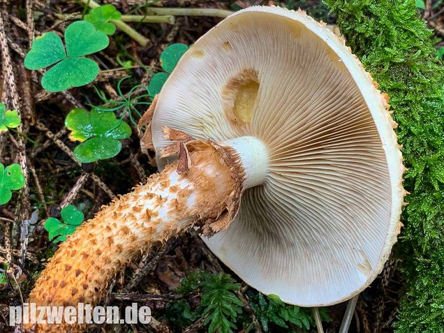 Sparriger Schüppling, Pholiota squarrosa