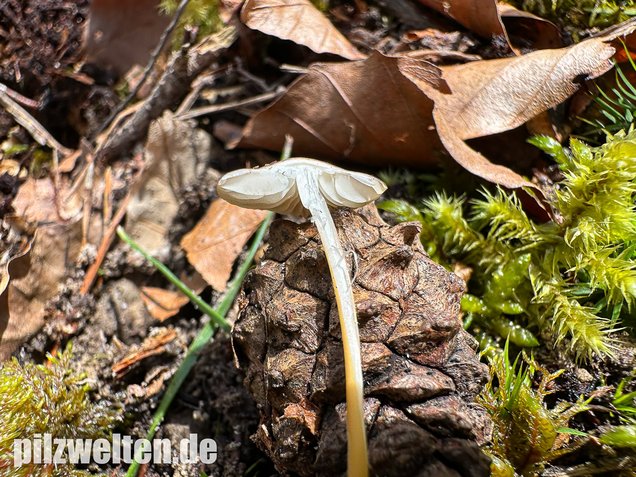 Bitterer Kiefernzapfenrübling, Strobilurus tenacellus