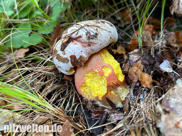 Blasshütiger Purpurröhrling, Rubroboletus rhodoxanthus