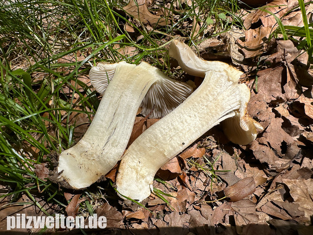 Graubeigeblättriger Risspilz, Sternsporiger Risspilz, Inocybe margaritispora