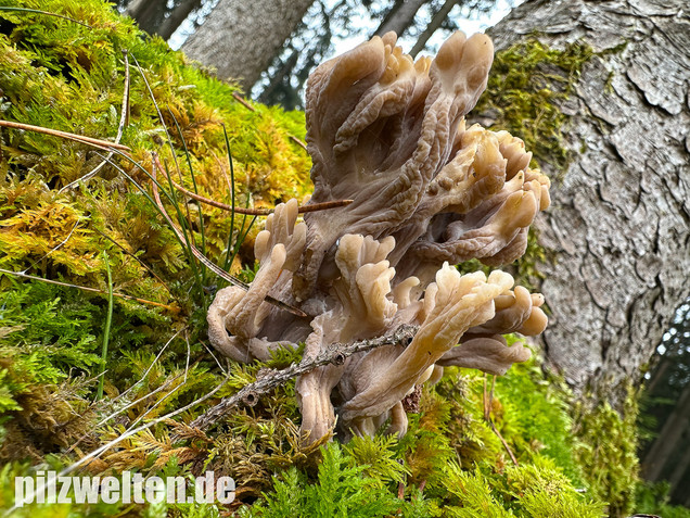 Graue Koralle, Grauer Keulenpilz, Clavulina cinerea