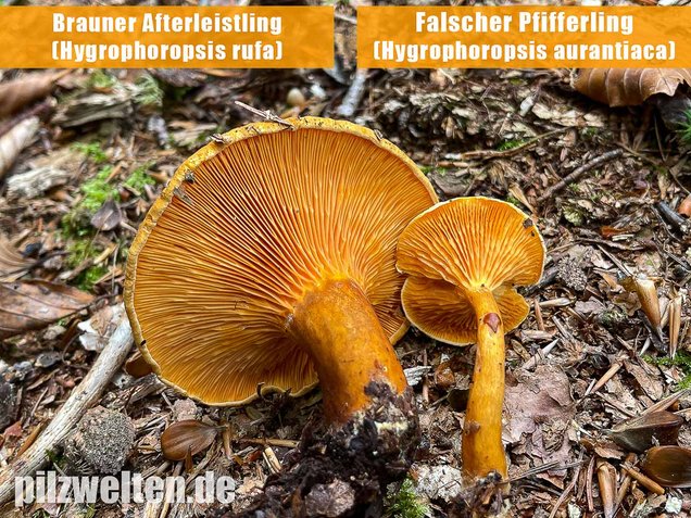Falscher Pfifferling, Afterleistling, Hygrophoropsis aurantiaca