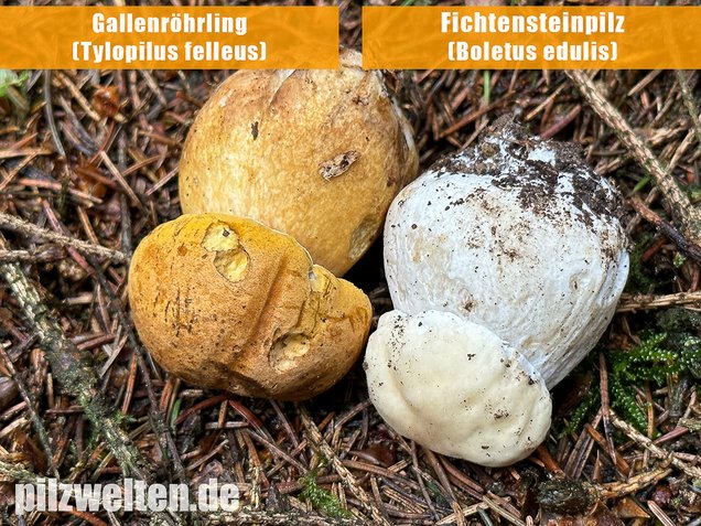 Gallenröhrling, Bitterling, Bitterpilz, Tylopilus felleus