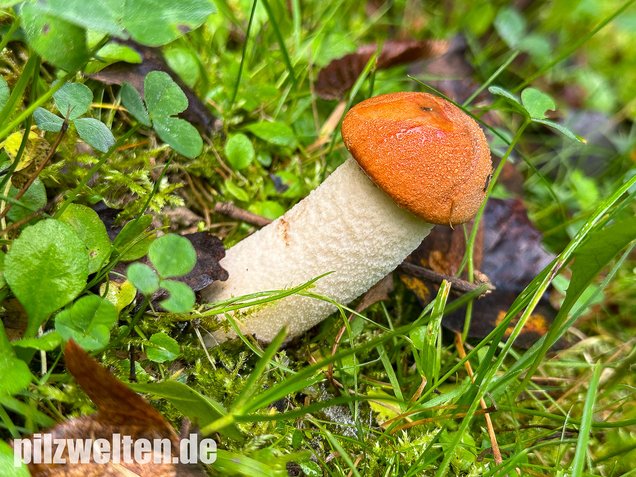 Weißstielige Rotkappe, Espenrotkappe, Leccinum leucopodium