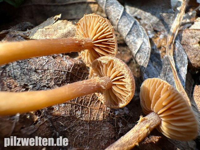 Flockiger Trompetenschnitzling, Tubaria conspersa