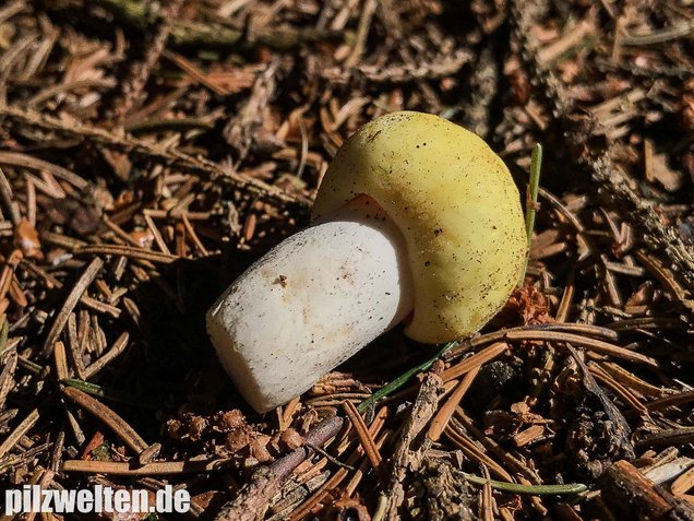 Violettstieliger Pfirsichtäubling, Russula violeipes