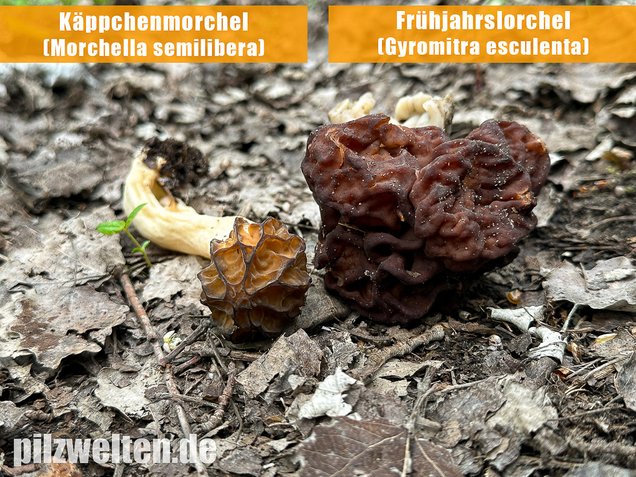 Käppchenmorchel, Morchella semilibera