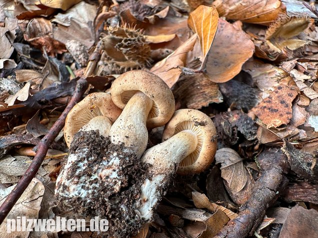 Brandiger Ritterling, Tricholoma ustale