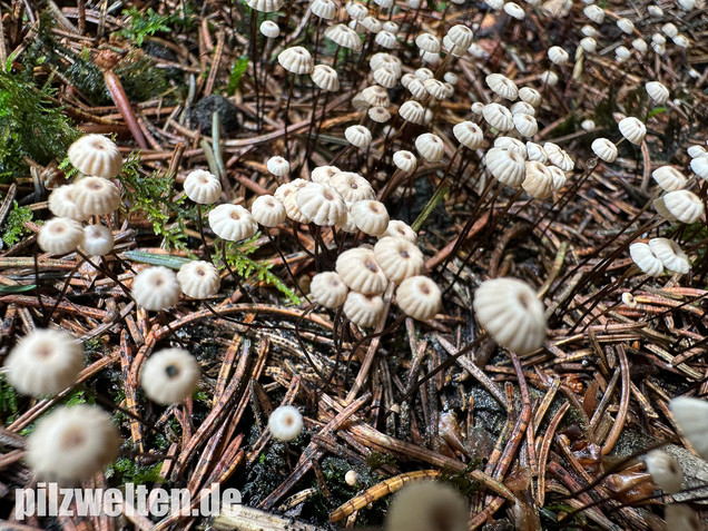 Nadelstreu-Käsepilzchen, Käsepilzchen, Marasmius wettsteinii