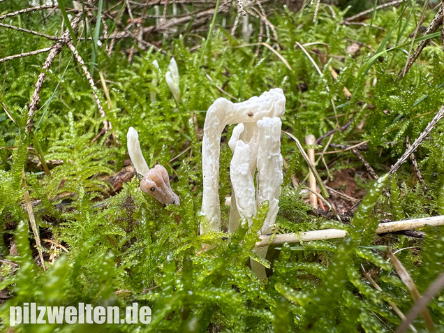 Runzelige Koralle, Runzeliger Keulenpilz, Clavulina rugosa