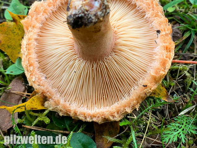 Zottiger Birkenmilchling, Lactarius torminosus