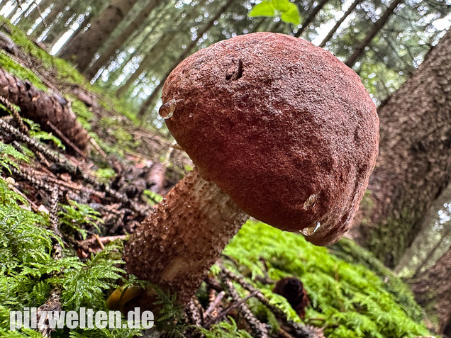 Laubwald-Rotkappe, Eichenrotkappe, Leccinum aurantiacum