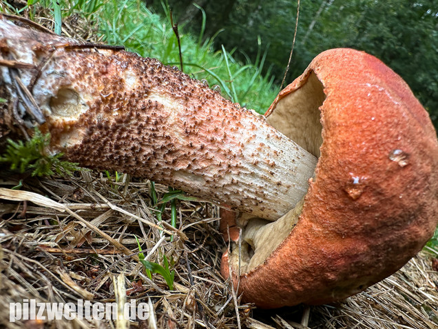 Laubwald-Rotkappe, Eichenrotkappe, Leccinum aurantiacum