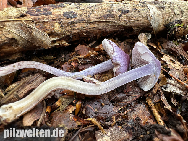 Violetter Risspilz, Lilaseidiger Risspilz, Inocybe violacea