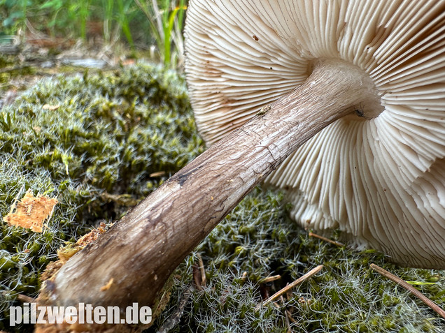 Schwarzschneidiger Dachpilz, Pluteus atromarginatus