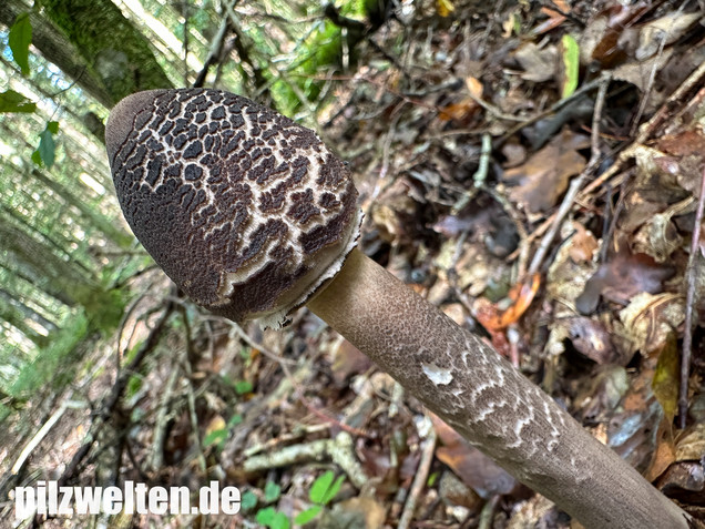 Rußbrauner Riesenschirmling, Düsterer Parasol, Macrolepiota procera var. fuliginosa