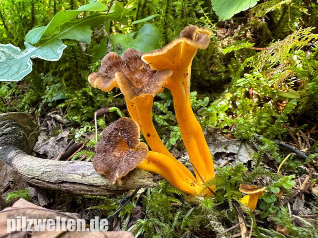 Starkriechender Trompetenpfifferling, Gelbe Kraterelle, Craterellus lutescens