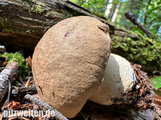 Nadelwald Anhängselröhrling, Gelber Steinpilz, Butyriboletus subappendiculatus