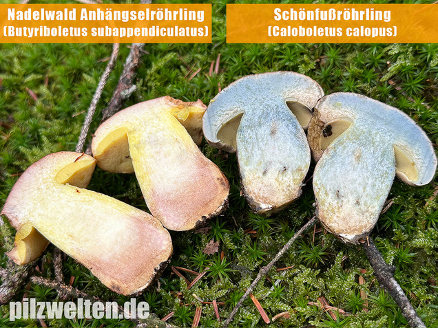 Nadelwald Anhängselröhrling, Gelber Steinpilz, Butyriboletus subappendiculatus