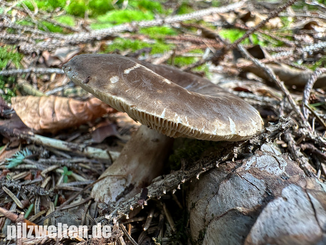 Pechschwarzer Milchling, Lactarius picinus