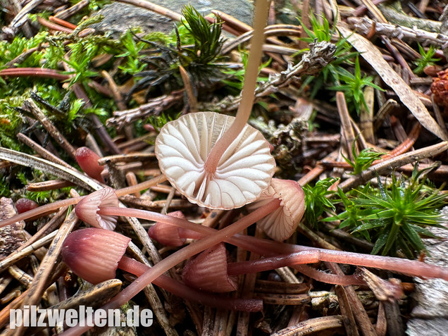 Purpurschneidiger Bluthelmling, Kleiner Bluthelmling, Mycena sanguinolenta