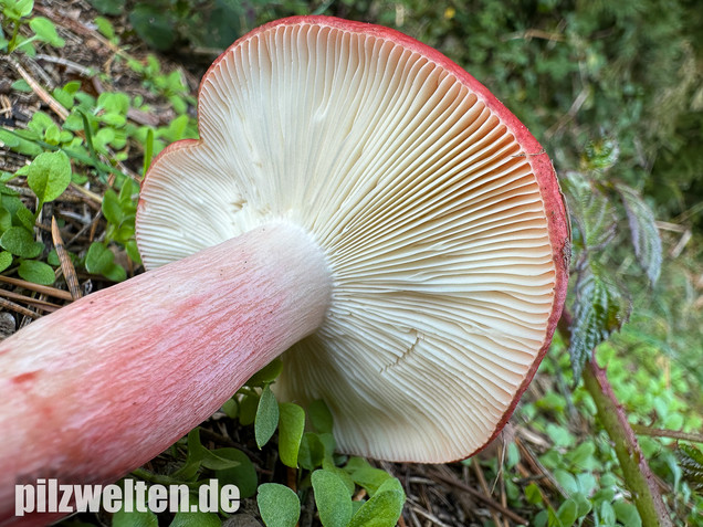 Blutroter Täubling, Bluttäubling, Russula sanguinaria