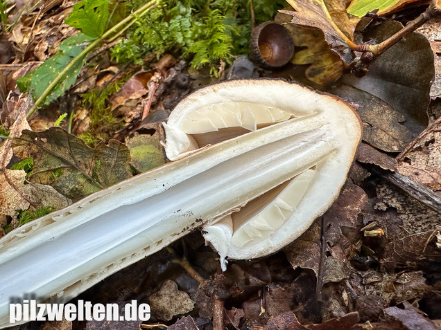 Rußbrauner Riesenschirmling, Düsterer Parasol, Macrolepiota procera var. fuliginosa